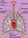 lung01.gif (25808 bytes)